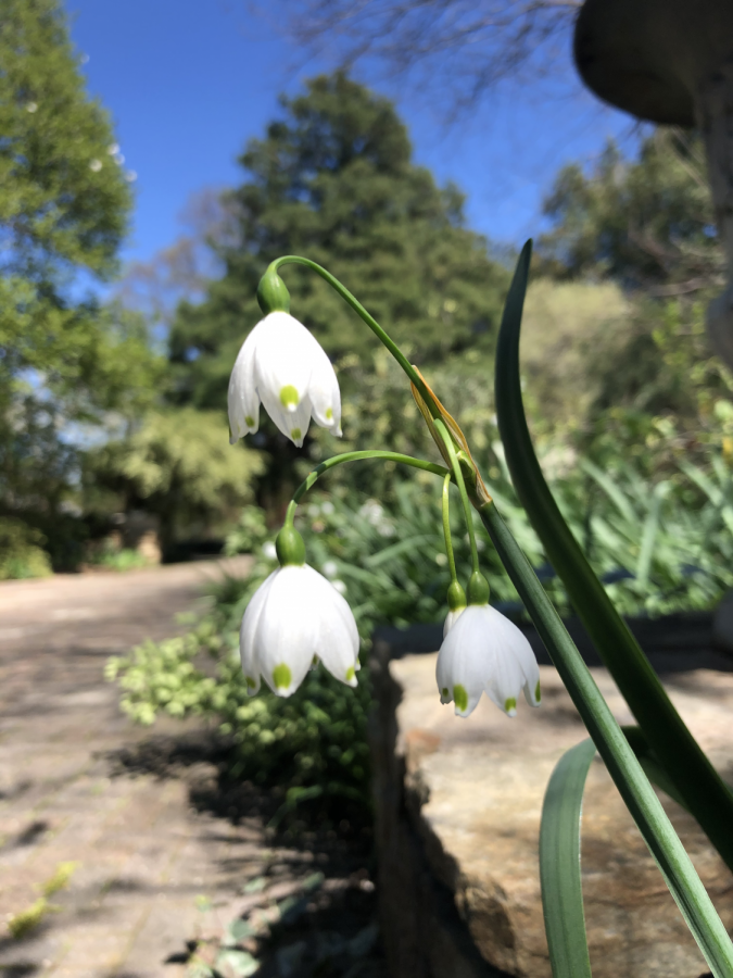 A trio of spring-blooming Leucojum flowers, also called summer snowflakes, at the JC Raulston Arboretum.